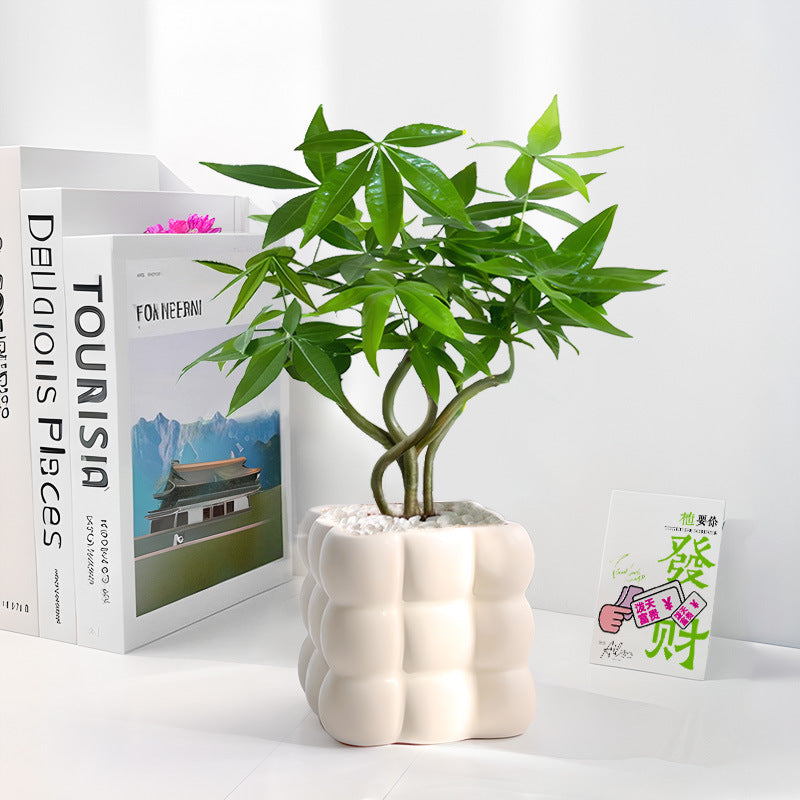 Bubble Cube Planter